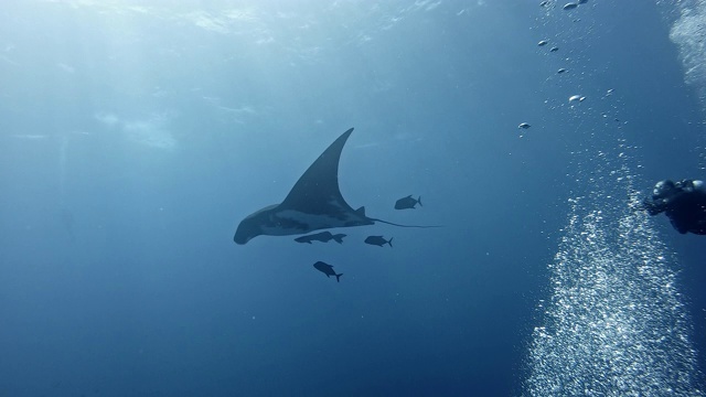 潜水员与巨型海洋蝠鲼(Mobula birostris)视频素材