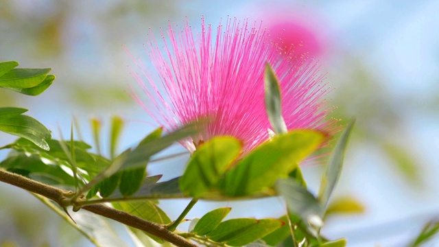 热带花园中盛开的粉红色花朵，4k慢镜头60fps视频素材