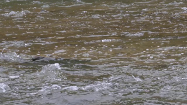 在河流的浅水中，鲑鱼试图与水流搏斗视频素材