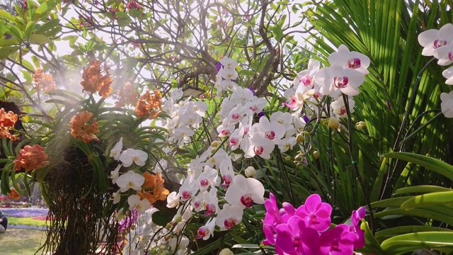 美丽的紫兰花花束花园，以嘈杂和模糊的散景为背景。视频素材