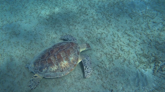 绿海龟(Chelonia mydas)在海底吃草。视频素材