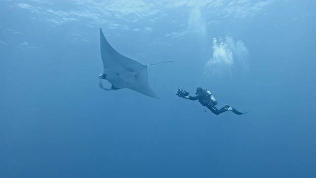 潜水员与巨型海洋蝠鲼(Mobula birostris)视频素材