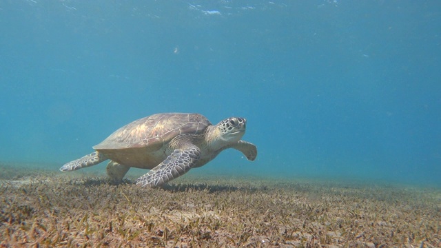 绿海龟(Chelonia mydas)在海底吃草。视频素材