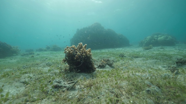 水下视野的海草，海藻，和珊瑚与鱼游泳周围。视频素材