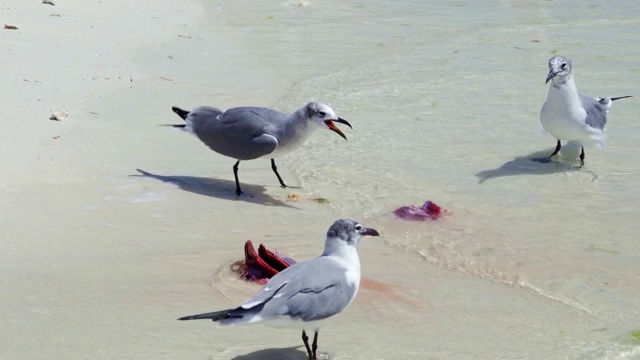 加勒比海岛屿海滩上的海鸥正在疯狂进食视频素材