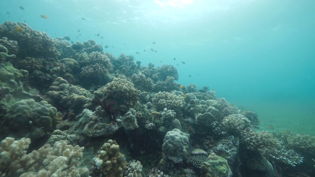 风景如画的珊瑚礁，热带鱼在蓝色的海洋中游泳。视频素材