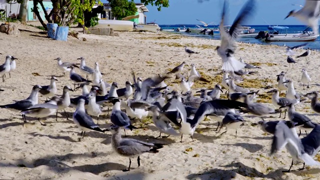 一群在加勒比海海滩上疯狂进食的海鸥视频素材