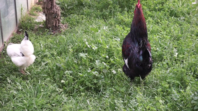 公鸡和母鸡在花园里视频素材