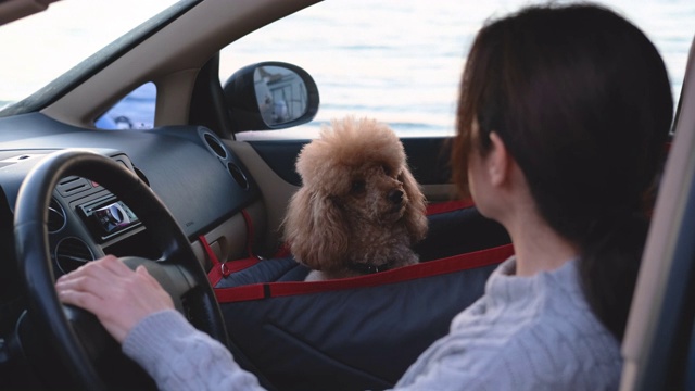 年轻女子驾驶汽车和狗旅行在汽车座位的前座一辆车。视频素材