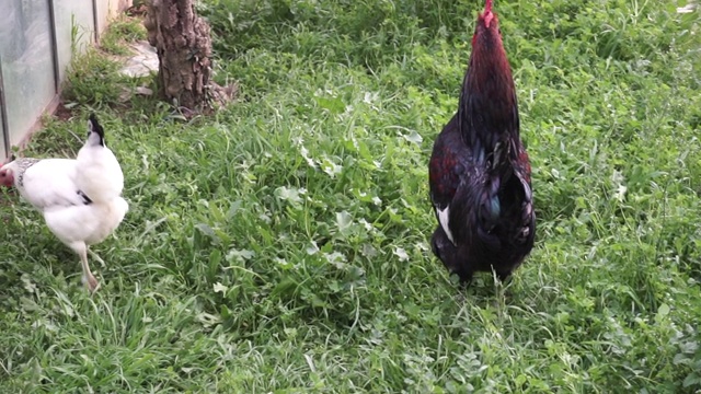 公鸡和母鸡在花园里视频素材