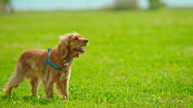 可爱的可卡犬散步-可卡犬奔跑-遛狗视频下载