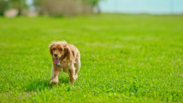 可爱的可卡犬散步-可卡犬奔跑-遛狗视频下载