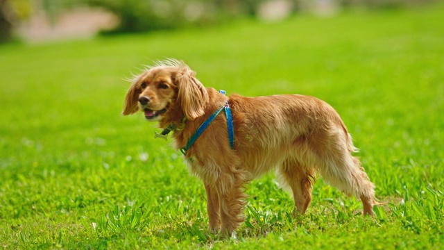 可爱的可卡犬散步-可卡犬奔跑-遛狗视频素材