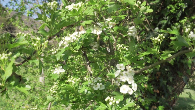 果园里一棵开花的苹果树的树枝视频素材