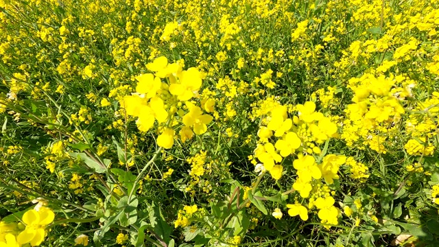 油菜花田景观视频素材