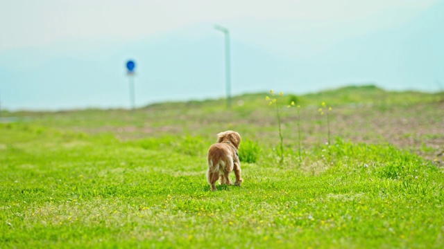 可爱的可卡犬散步-可卡犬奔跑-遛狗视频素材