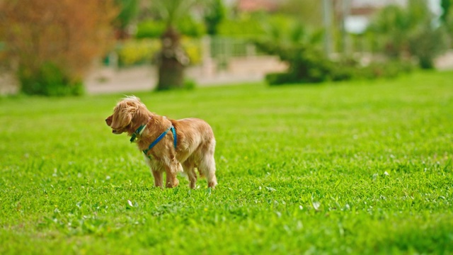 可爱的可卡犬散步-可卡犬奔跑-遛狗视频素材