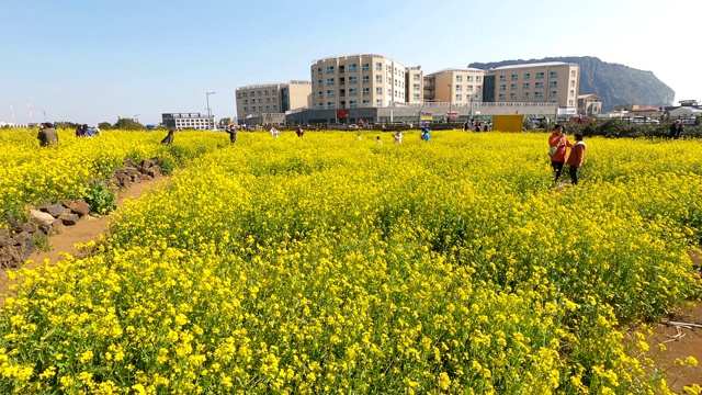 油菜花田景观视频素材