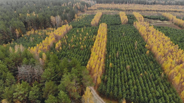 无人机在黄桦和绿色云杉的森林种植园上空飞行。美丽的秋天的森林视频素材