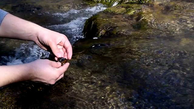 森林流视频素材