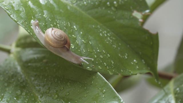 雨后花园里的白色蜗牛在潮湿的叶子上爬行，特写镜头视频下载