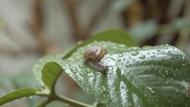 雨后花园里的白色蜗牛在潮湿的叶子上爬行，特写镜头视频下载