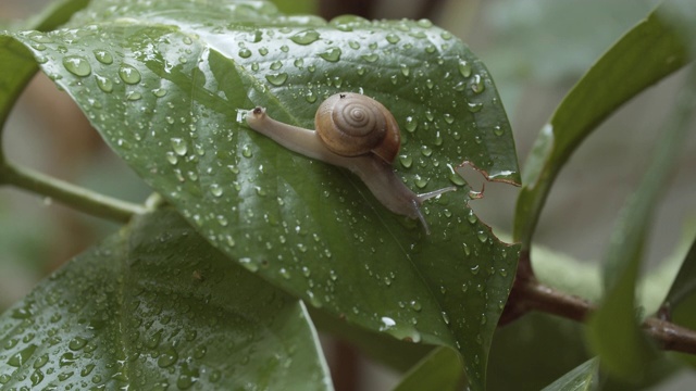 雨后花园里的白色蜗牛在潮湿的叶子上爬行视频下载