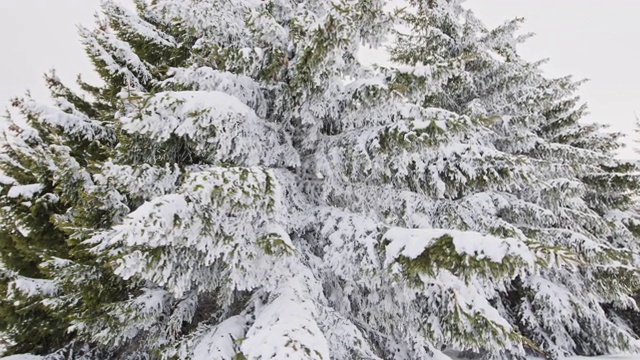 森林松树覆盖着雪在雾天气储存视频视频素材