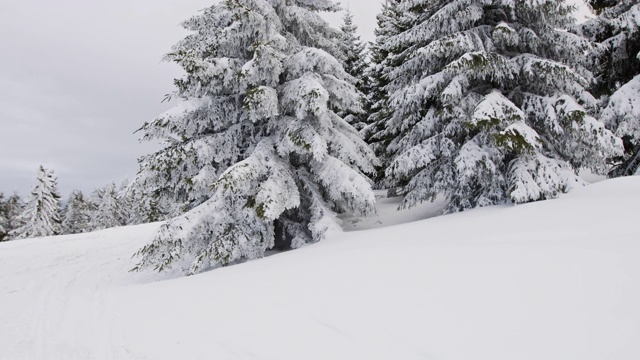 森林松树覆盖着雪在雾天气储存视频视频素材