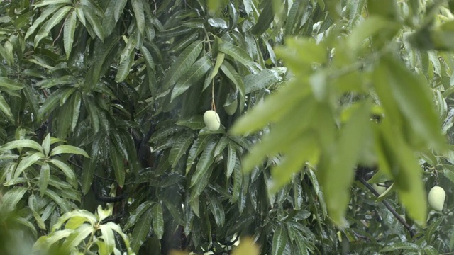 暴雨中的芒果树视频下载