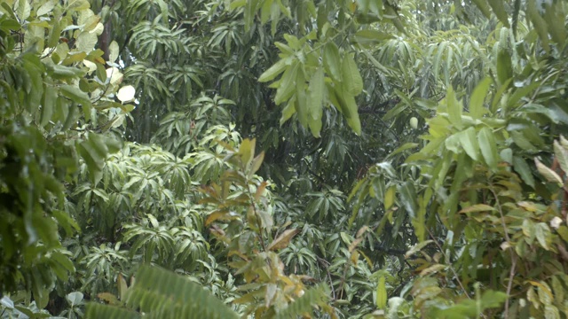 广角拍摄的芒果树在暴雨与多风的条件视频下载