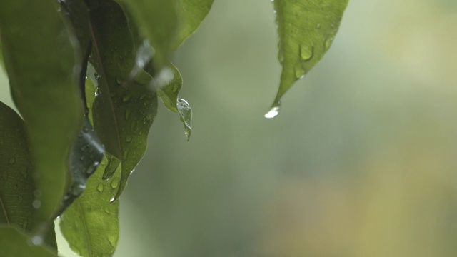 靠近雨水季节从叶子上落下的水视频下载