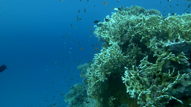 水下海洋热带生物。热带水下海洋鱼类。海洋珊瑚礁上的水下鱼类。热带色彩斑斓的海底海景。礁珊瑚的场景。珊瑚花园海景。视频素材