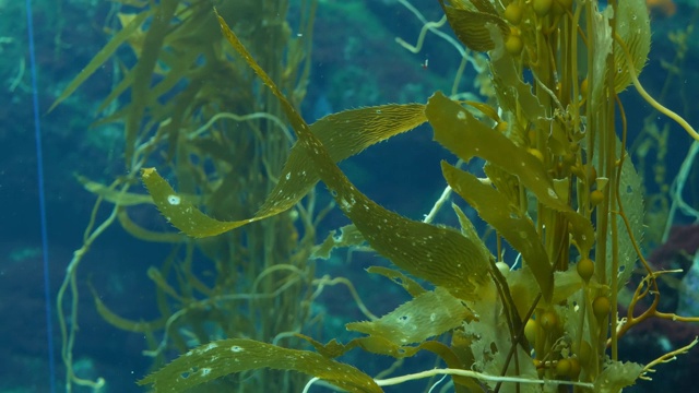 光线透过巨大的海藻森林。Macrocystis pyrifera。潜水，水族馆和海洋概念。水下近距离摇摆的海藻叶子。阳光穿透充满活力的奇异海洋植物视频素材