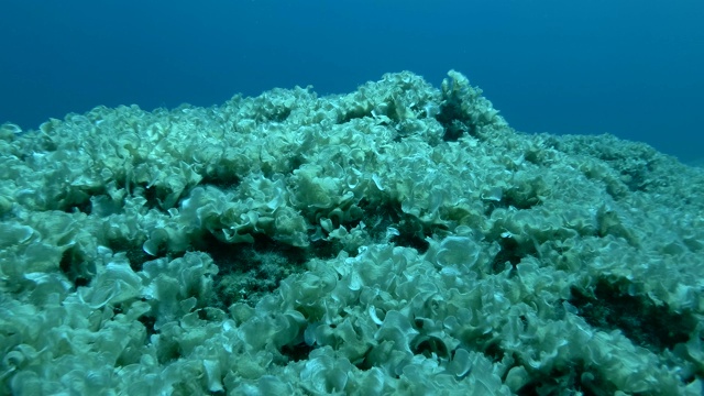 水下景观岩石底部覆盖着棕色藻类孔雀尾巴(Padina pavonica)在蓝色的水背景视频素材