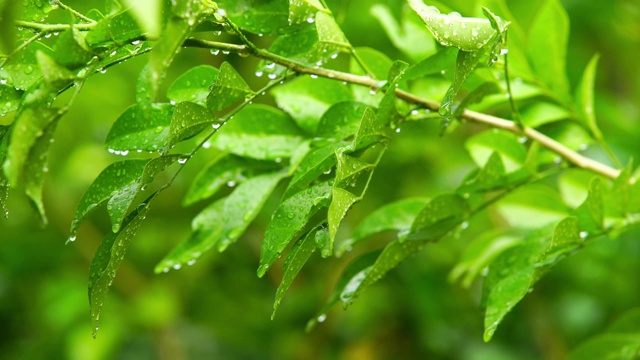 雨天的风景视频素材