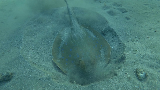 黄貂鱼在沙底捕食。蓝斑刺鱼(Taeniura lyma)。特写，水下拍摄，红海，埃及视频素材