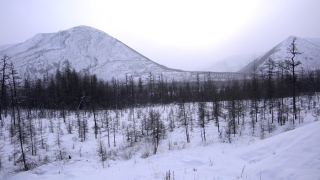 俄罗斯远东地区，古老的科列马公路旁，被雪覆盖的针叶树视频素材