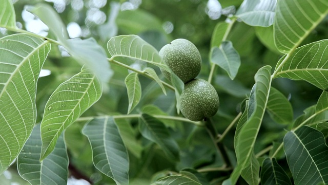 核桃在树枝上剥皮。花园里的树枝上有绿色的核桃。树枝上有核桃。树上的坚果。未成熟的核桃视频素材