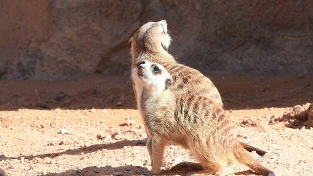 一对猫鼬(Suricata suricatta)在沙漠的沙子中四处张望。视频素材