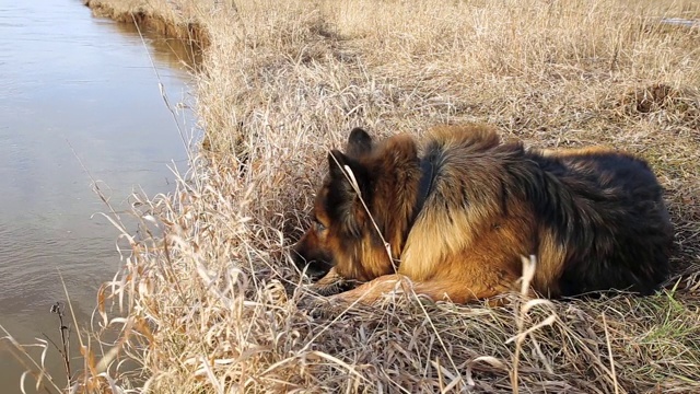 德国牧羊犬视频素材