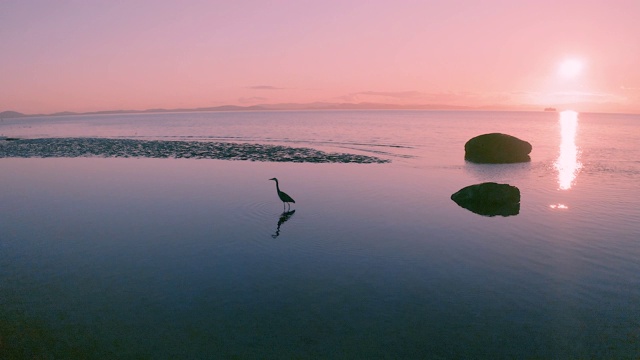 一只灰熊鹤在加拿大太平洋海岸的日落视频素材