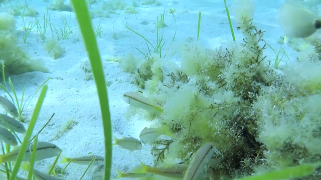 一群鱼在海底移动的镜头。视频素材