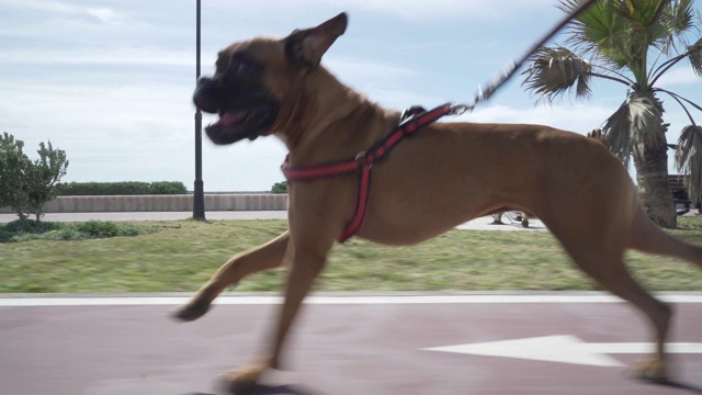 紧跟着跑得很快的拳师犬视频素材