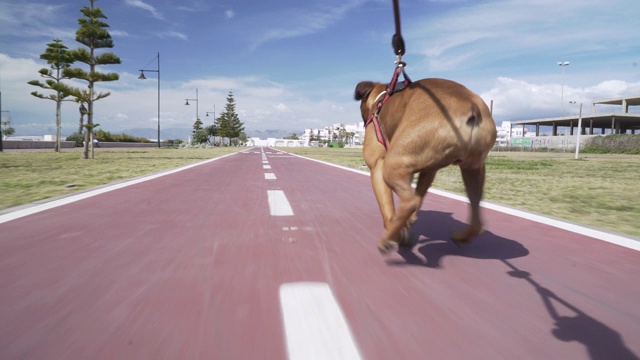 紧跟着跑得很快的拳师犬视频素材