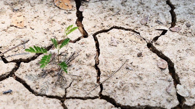 一棵生长在龟裂地面上的树。缺水与干旱概念。土壤在干旱中龟裂，受全球变暖的影响造成了气候变化。视频素材