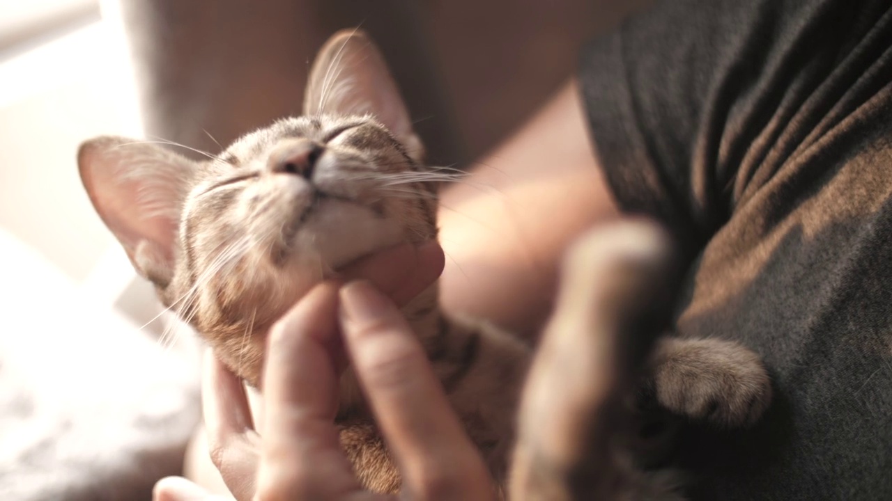 年轻女子抱着小猫。视频下载