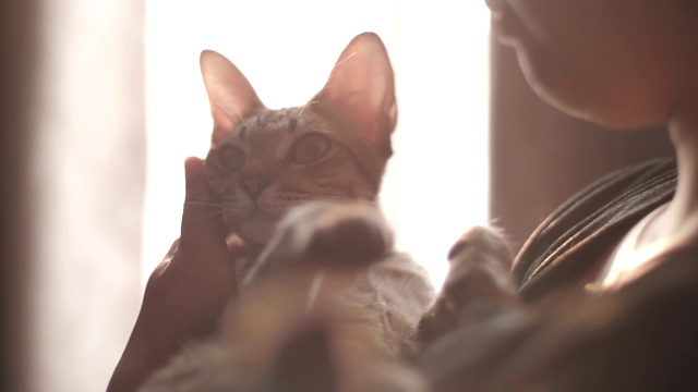 一只小猫躺在抚摸它的女人的怀里。视频素材