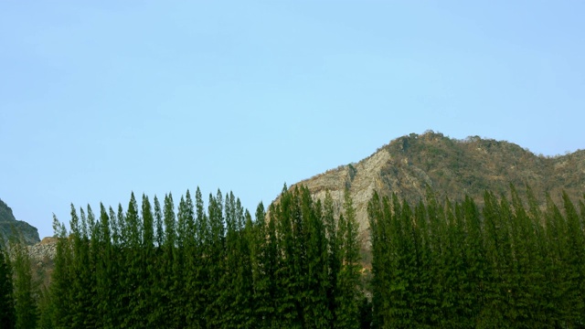 松叶成林，绿色自然，绿树成荫。视频素材