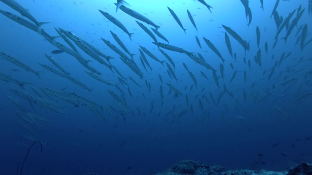 一群大眼梭鱼- Sphyraena forsteri和灰色礁鲨-跛喙Carcharhinus amblyrhynchos游弋在蓝色的水，印度洋，马尔代夫，亚洲视频素材